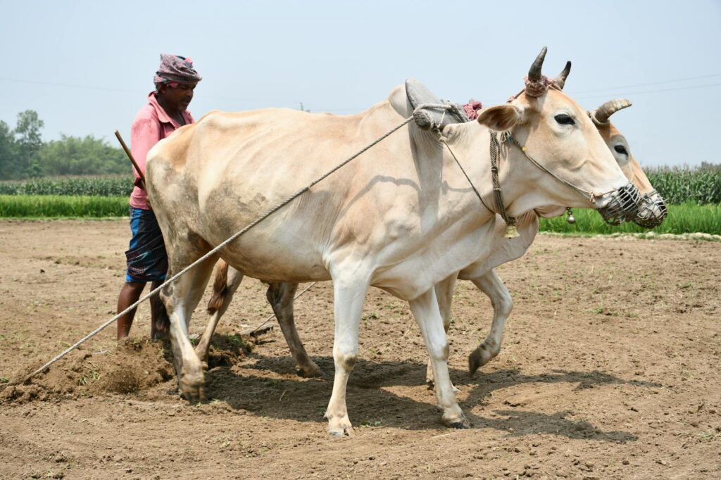 traditional agriculture