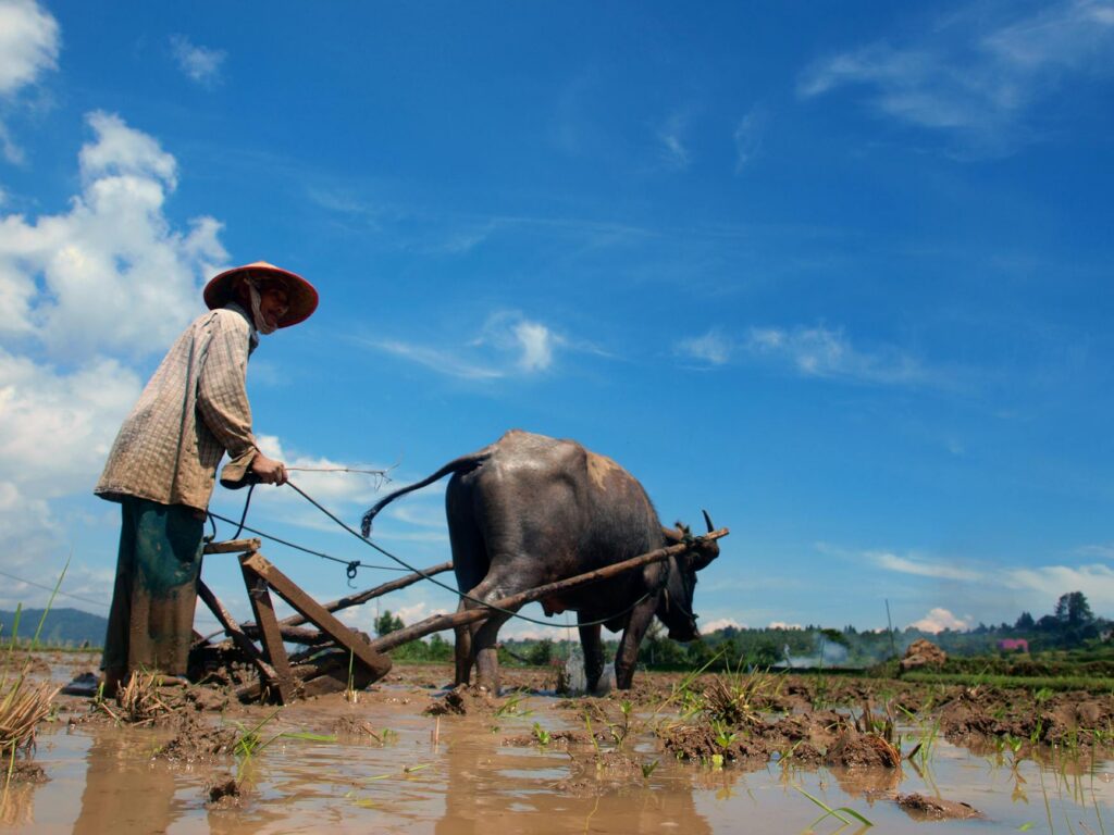 traditional agriculture